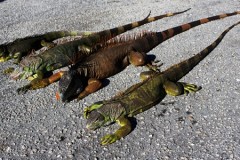 Cự đà đông cứng vì rét lạnh tấn công người sau khi rã đông