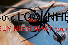 Những loài nhện nguy hiểm nhất trên thế giới