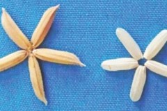 Bangladesh công nhận giống lúa biến đổi gen đầu tiên