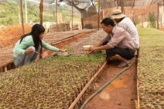 Xây dựng Vườn bảo tồn và phát triển dược liệu quý hiếm ở Kon Tum