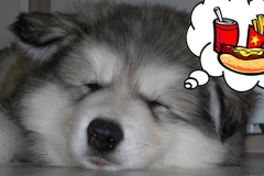 Chó của bạn nên và không nên ăn những gì!