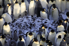 Những loài động vật làm gì để vượt qua mùa đông băng giá?