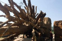 Chưa phát hiện tiêu cực trong việc xe chở cây