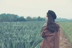 Xuất hiện 'nông trại dứa' đầy thơ mộng ở Quảng Bình