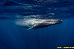 Một cá mập Bitcoin của Trung Quốc tích trữ gần 94.000 BTC