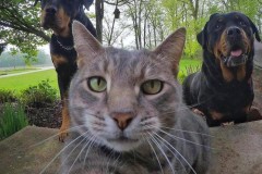Không thể ngầu hơn với những bức ảnh selfie của đại ca mèo này