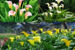 Kỹ thuật trồng hoa rum mang nhiều ý nghĩa tốt đẹp cho gia chủ