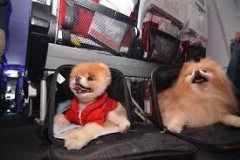 Những điều nên và không nên khi đưa thú cưng đi chơi bằng ôtô