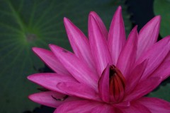 Hướng dẫn chụp ảnh hiệu quả hơn với các tính năng của Sony RX100 VI