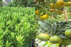 Kỹ thuật trồng cây quýt đường năng suất cao, quả thơm ngon