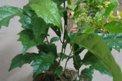 Kỹ thuật trồng cây thuốc xạ đen chữa bách bệnh cho cả nhà