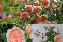 Kỹ thuật trồng hoa hồng ngoại Masora rose cho vườn nhà rực rỡ, ngắm mãi không chán