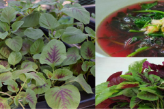 Kỹ thuật trồng rau dền khoang tại nhà vừa có rau ăn vừa làm cây thuốc cực tốt