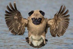 Chùm ảnh ngộ nghĩnh: khi động vật được lai tạo bằng Photoshop