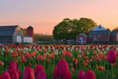 Ngành trồng hoa Mỹ được cứu sống bởi mạng xã hội Instagram