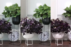 Tận mắt xem cảnh thực vật “ngủ” vào ban đêm như con người