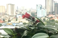 Hướng dẫn cách chụp ảnh xóa phông iPhone 7 Plus đơn giản
