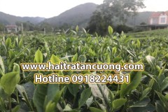 Hải Trà Tân Cương - Quy trình sản xuất trà Thái Nguyên sạch chất lượng