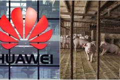 Huawei chuyển sang chăn nuôi heo bằng AI giữa lúc vẫn còn đang trong lệnh cấm vận của Mỹ