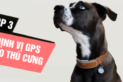 Top 3 Thiết bị định vị thú cưng bán chạy nhất 2021