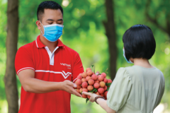 Quả vải đã làm nên kỳ tích trong đại dịch
