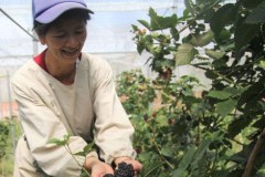 Trồng rau, quả công nghệ cao ở "xứ sương mù"
