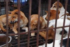 Tổng thống Hàn Quốc cân nhắc ban hành lệnh cấm ăn thịt chó
