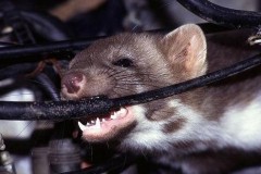 Tổng hợp những cách chống chuột phá ô tô trong mùa dịch