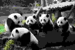 Gấu trúc đem đến sức hút rất riêng cho những màn tranh tài của sinh viên