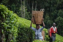 CGTN: Truyền bá trà và văn hóa trà dọc theo Con đường Tơ lụa