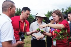 Xinhua Silk Road: Loại quýt Orah từ quận Hưng Tân, Quảng Tây đã sẵn sàng thâm nhập thị trường quốc tế