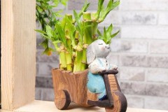 Cây phát lộc hợp tuổi nào? Mệnh gì? Ý nghĩa và cách trồng