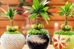 Cây tài lộc hợp tuổi gì? Mệnh gì? Ý nghĩa và cách trồng