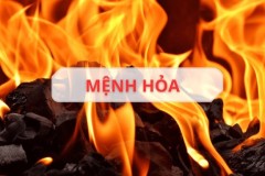Mệnh Hỏa hợp cây gì? 20+ loại cây giúp mệnh Hỏa hút tài đón lộc