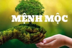 Mệnh Mộc hợp cây gì? 20+ loại cây giúp mệnh Mộc hút tài đón lộc