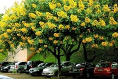 Cây giáng hương hợp tuổi gì? Mệnh gì? Ý nghĩa và cách trồng