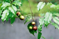 Cây hồng quân hợp tuổi gì? Mệnh gì? Ý nghĩa và cách trồng