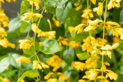 Cây lan hoàng dương hợp tuổi gì? Mệnh gì? Ý nghĩa và cách trồng