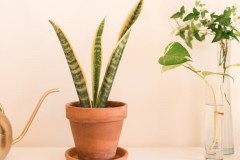 Cây lưỡi hổ hợp tuổi gì? Mệnh gì? Ý nghĩa và cách trồng