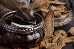 Cây trầm hương là gì? Đặc điểm, tác dụng và ý nghĩa