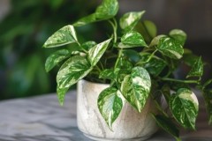 Cây trầu bà hợp tuổi gì? Mệnh gì? Ý nghĩa và cách trồng