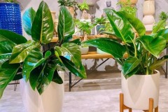 Cây trầu bà đế vương hợp tuổi gì? Mệnh gì? Ý nghĩa và cách trồng