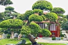 Cây tùng la hán hợp tuổi gì? Mệnh gì? Ý nghĩa và cách trồng