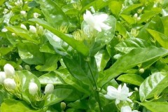 Hoa lài hợp tuổi gì? Mệnh gì? Ý nghĩa và cách trồng