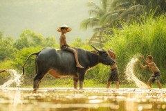 Tuổi Sửu là con gì? Sinh năm nào? Tính cách & giải mã tử vi chi tiết