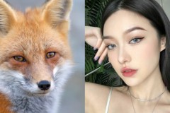 Mắt Cáo là gì? Giải mã người sở hữu ánh tướng mắt sắc sảo này