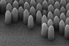 Mắt bướm đ&#234;m gợi &#253; cho c&#225;c nh&#224; nghi&#234;n cứu ph&#225;t triển cửa k&#237;nh tự l&#224;m sạch, chống ch&#243;i