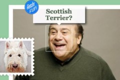 'Bạn là loài chó nào ? ' -  Ứng dụng làm điên đảo cộng đồng mạng