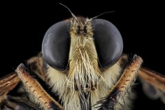 Phát triển UAV từ cách định vị của Ong vò vẽ