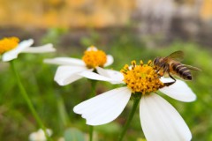 Góc ảnh Lumia 950 và Lumia 950 XL